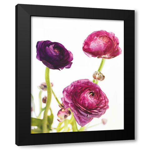 Spring Ranunculus V Black Modern Wood Framed Art Print with Double Matting by Marshall, Laura