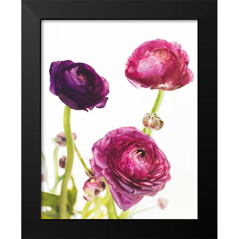 Spring Ranunculus V Black Modern Wood Framed Art Print by Marshall, Laura