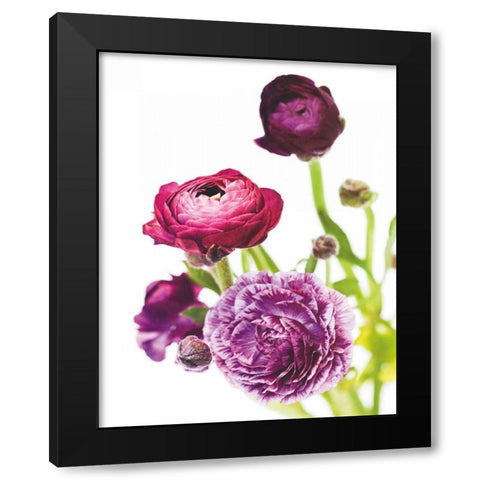 Spring Ranunculus VI Black Modern Wood Framed Art Print with Double Matting by Marshall, Laura