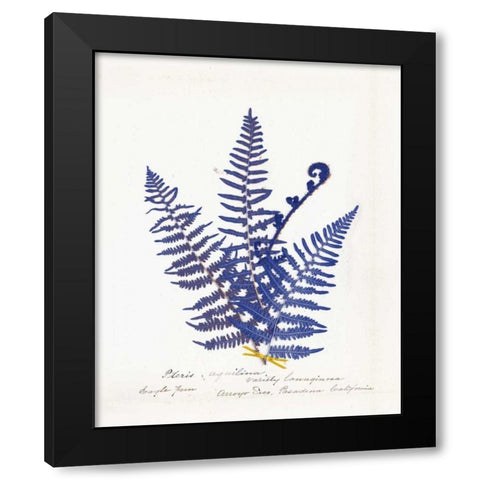 Botanical Fern IV Blue Light Black Modern Wood Framed Art Print with Double Matting by Wild Apple Portfolio