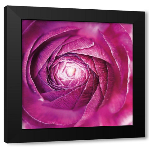 Ranunculus Abstract I Color Black Modern Wood Framed Art Print by Marshall, Laura