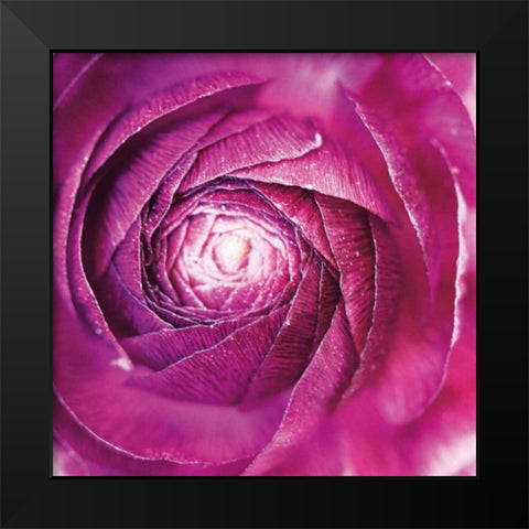 Ranunculus Abstract I Color Black Modern Wood Framed Art Print by Marshall, Laura