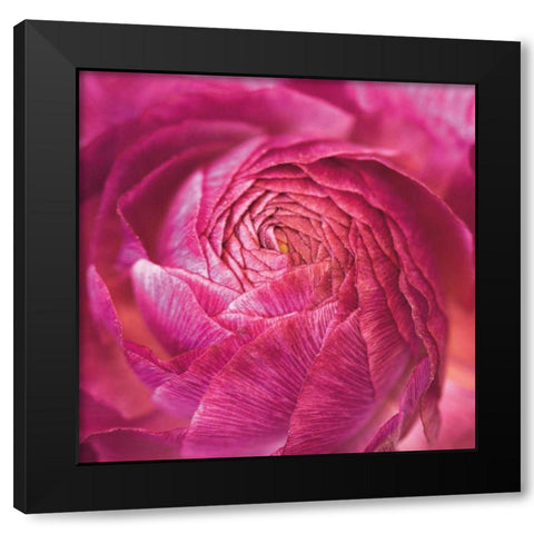 Ranunculus Abstract II Color Black Modern Wood Framed Art Print by Marshall, Laura