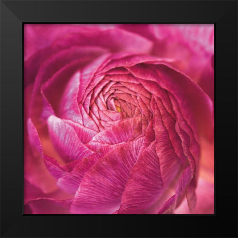 Ranunculus Abstract II Color Black Modern Wood Framed Art Print by Marshall, Laura