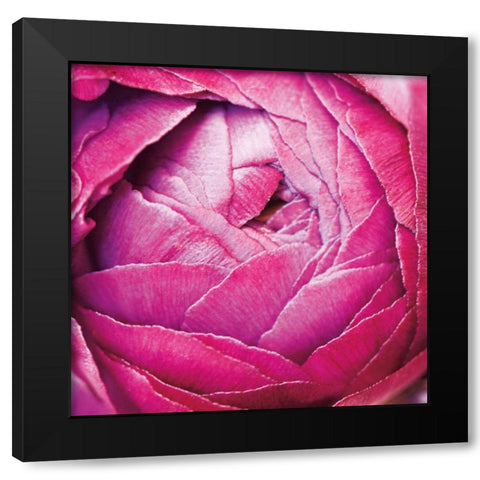 Ranunculus Abstract III Color Black Modern Wood Framed Art Print with Double Matting by Marshall, Laura