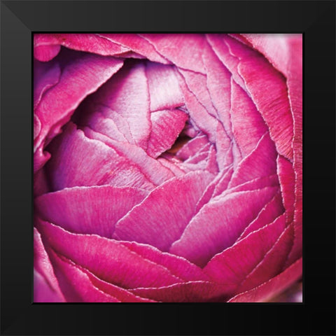 Ranunculus Abstract III Color Black Modern Wood Framed Art Print by Marshall, Laura