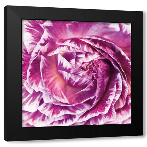 Ranunculus Abstract IV Color Black Modern Wood Framed Art Print with Double Matting by Marshall, Laura
