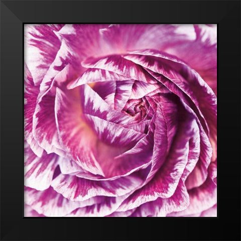 Ranunculus Abstract IV Color Black Modern Wood Framed Art Print by Marshall, Laura