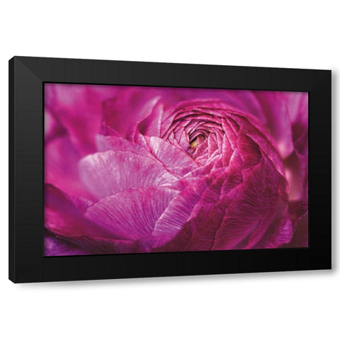 Ranunculus Abstract V Color Black Modern Wood Framed Art Print with Double Matting by Marshall, Laura