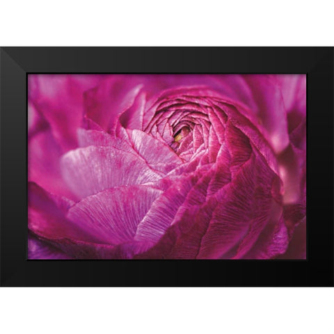 Ranunculus Abstract V Color Black Modern Wood Framed Art Print by Marshall, Laura