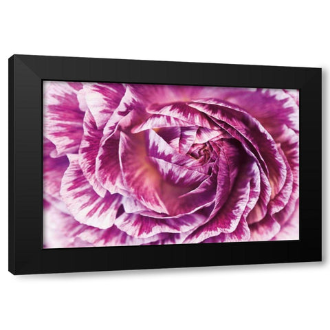 Ranunculus Abstract VI Color Black Modern Wood Framed Art Print with Double Matting by Marshall, Laura