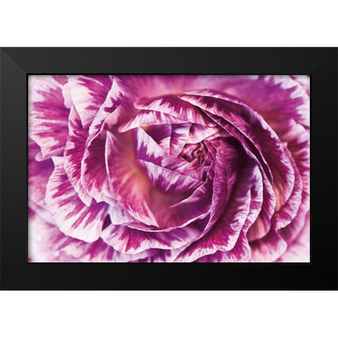 Ranunculus Abstract VI Color Black Modern Wood Framed Art Print by Marshall, Laura