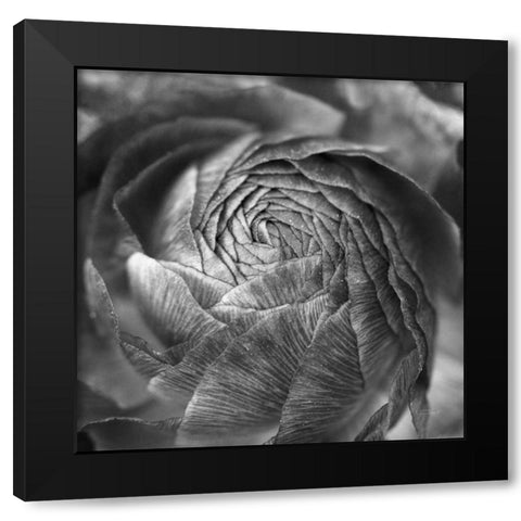 Ranunculus Abstract II BW Black Modern Wood Framed Art Print by Marshall, Laura
