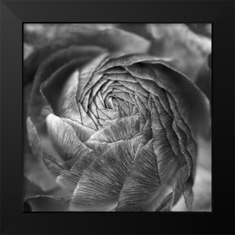 Ranunculus Abstract II BW Black Modern Wood Framed Art Print by Marshall, Laura