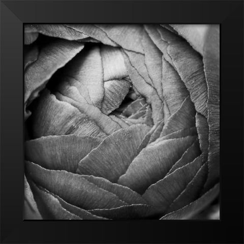 Ranunculus Abstract III BW Black Modern Wood Framed Art Print by Marshall, Laura