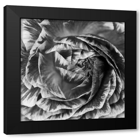 Ranunculus Abstract IV BW Black Modern Wood Framed Art Print with Double Matting by Marshall, Laura