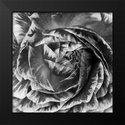 Ranunculus Abstract IV BW Black Modern Wood Framed Art Print by Marshall, Laura