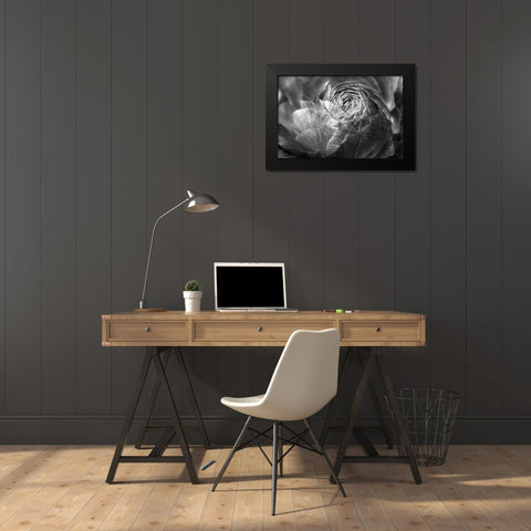 Ranunculus Abstract V BW Black Modern Wood Framed Art Print by Marshall, Laura