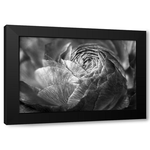 Ranunculus Abstract V BW Black Modern Wood Framed Art Print with Double Matting by Marshall, Laura
