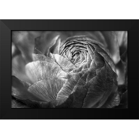 Ranunculus Abstract V BW Black Modern Wood Framed Art Print by Marshall, Laura