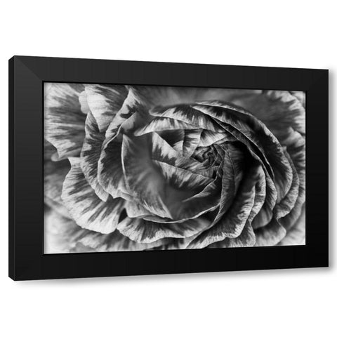 Ranunculus Abstract VI BW Black Modern Wood Framed Art Print by Marshall, Laura