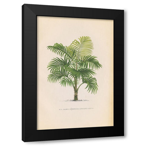 Palmier PL X Black Modern Wood Framed Art Print by Wild Apple Portfolio