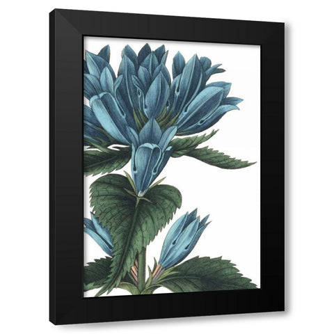 Botanique II no Words Black Modern Wood Framed Art Print with Double Matting by Wild Apple Portfolio