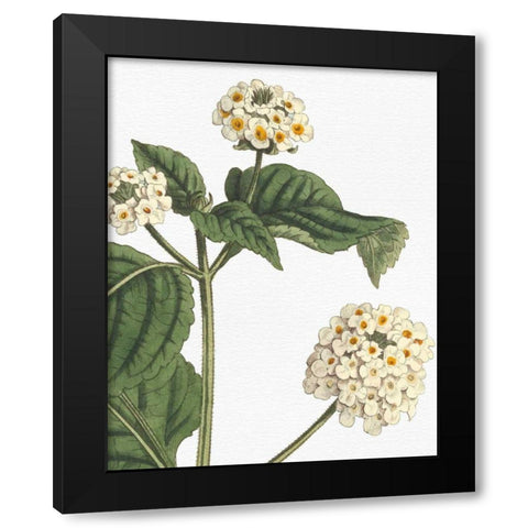 Botanique Bleu I on White no Words Black Modern Wood Framed Art Print by Wild Apple Portfolio