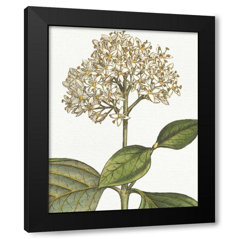Botanique Bleu IV on White no Words Black Modern Wood Framed Art Print with Double Matting by Wild Apple Portfolio