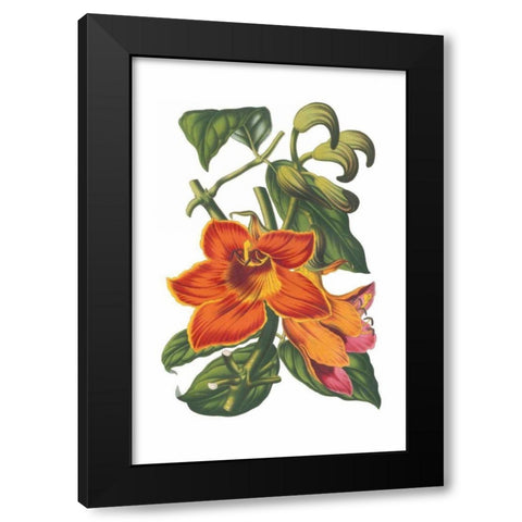Antique Botanical XVIII Black Modern Wood Framed Art Print with Double Matting by Wild Apple Portfolio