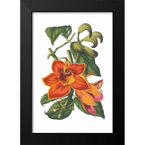 Antique Botanical XVIII Black Modern Wood Framed Art Print by Wild Apple Portfolio