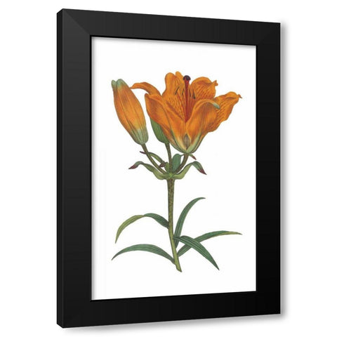 Antique Botanical XX on White Black Modern Wood Framed Art Print with Double Matting by Wild Apple Portfolio