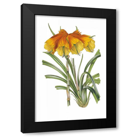 Antique Botanical XXIV on White Black Modern Wood Framed Art Print with Double Matting by Wild Apple Portfolio