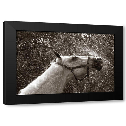 After a Shower Black Modern Wood Framed Art Print by Dratfield, Jim