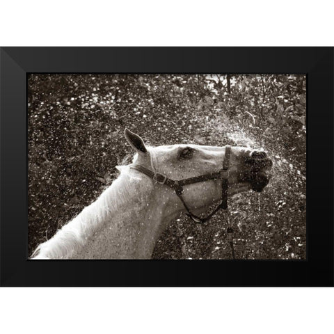 After a Shower Black Modern Wood Framed Art Print by Dratfield, Jim