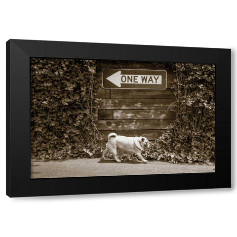 Which Way Black Modern Wood Framed Art Print by Dratfield, Jim