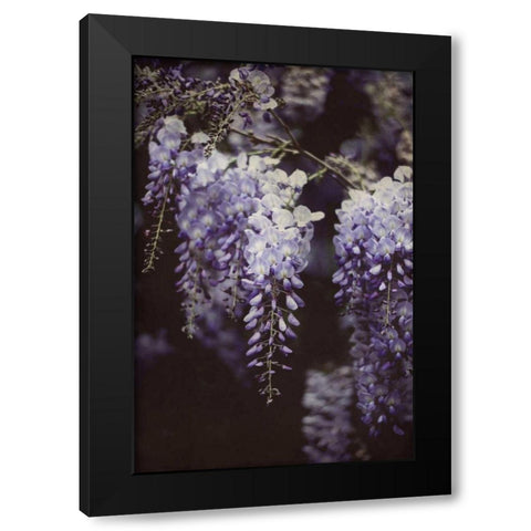 Wisteria Cascade I Black Modern Wood Framed Art Print with Double Matting by Urquhart, Elizabeth