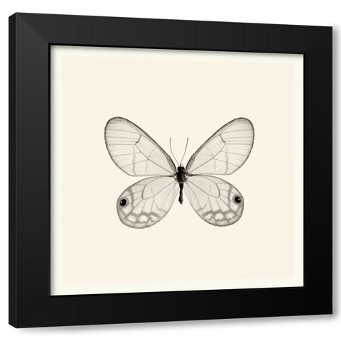 Butterfly I BW Crop Black Modern Wood Framed Art Print by Van Swearingen, Debra