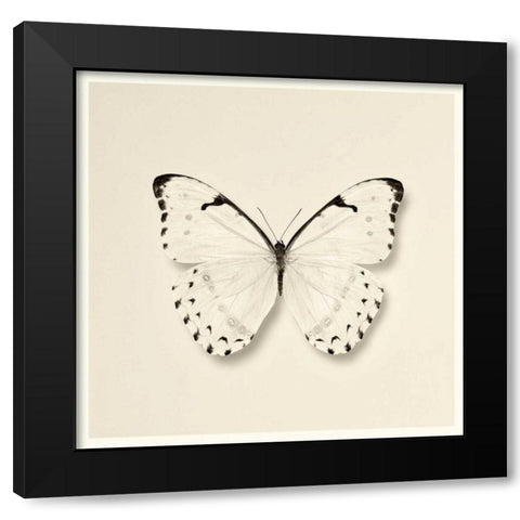 Butterfly II BW Crop Black Modern Wood Framed Art Print by Van Swearingen, Debra