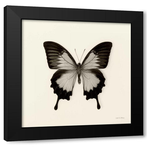 Butterfly III BW Crop Black Modern Wood Framed Art Print by Van Swearingen, Debra