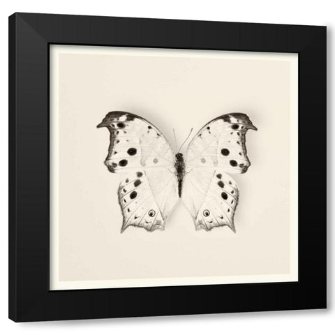 Butterfly IV BW Crop Black Modern Wood Framed Art Print with Double Matting by Van Swearingen, Debra