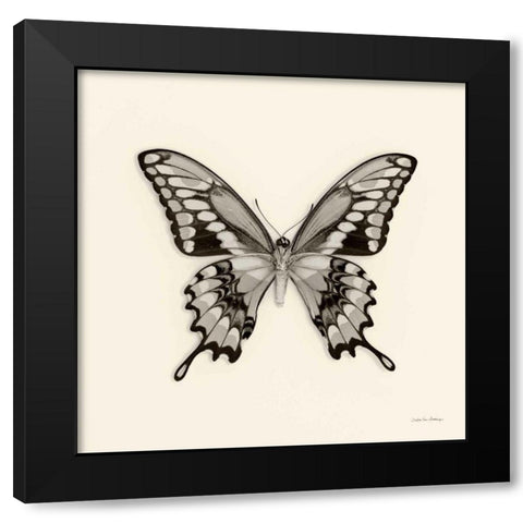 Butterfly VI BW Crop Black Modern Wood Framed Art Print by Van Swearingen, Debra