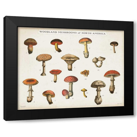 Mushroom Chart I light Black Modern Wood Framed Art Print with Double Matting by Wild Apple Portfolio