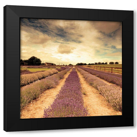 Lavender Fields Forever Black Modern Wood Framed Art Print by Bevan, Keri