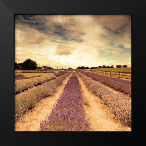 Lavender Fields Forever Black Modern Wood Framed Art Print by Bevan, Keri