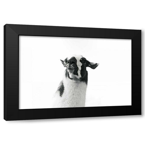 Lovable Llama I Black Modern Wood Framed Art Print with Double Matting by Marshall, Laura