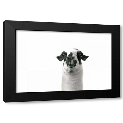 Lovable Llama II Black Modern Wood Framed Art Print with Double Matting by Marshall, Laura