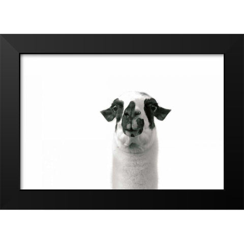 Lovable Llama II Black Modern Wood Framed Art Print by Marshall, Laura