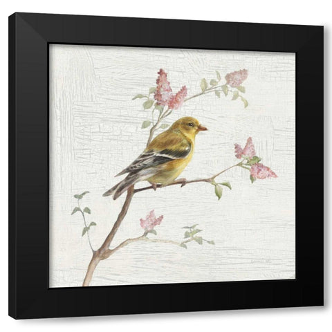 Female Goldfinch Vintage Black Modern Wood Framed Art Print with Double Matting by Nai, Danhui