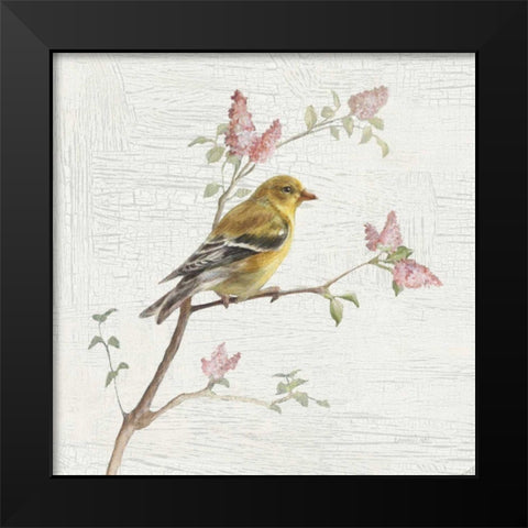 Female Goldfinch Vintage Black Modern Wood Framed Art Print by Nai, Danhui